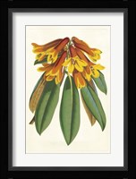 Tropical Rhododendron II Framed Print