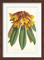 Tropical Rhododendron II Fine Art Print