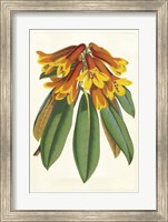 Tropical Rhododendron II Fine Art Print