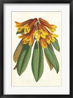 Tropical Rhododendron II Fine Art Print