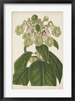 Foxglove Botanical Fine Art Print