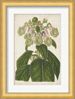 Foxglove Botanical Fine Art Print