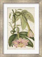 Passion Flower Botanical Fine Art Print