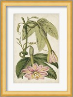 Passion Flower Botanical Fine Art Print