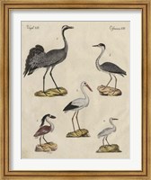 Heron Classification I Fine Art Print