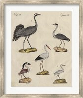 Heron Classification I Fine Art Print