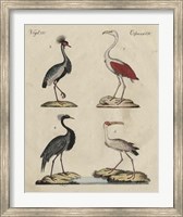Heron Classification II Fine Art Print