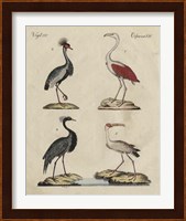 Heron Classification II Fine Art Print