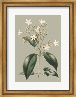 Botanical Cabinet I Fine Art Print