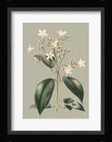 Botanical Cabinet I Fine Art Print