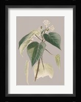 Botanical Cabinet II Fine Art Print