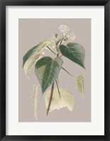 Botanical Cabinet II Fine Art Print