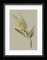 Botanical Cabinet III Fine Art Print