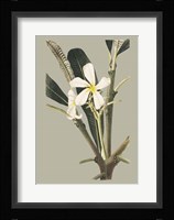 Botanical Cabinet IV Fine Art Print