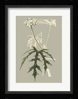 Botanical Cabinet V Fine Art Print