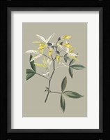 Botanical Cabinet VI Fine Art Print