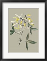 Botanical Cabinet VI Fine Art Print