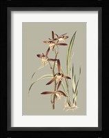 Botanical Cabinet VII Fine Art Print