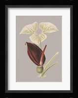 Botanical Cabinet VIII Fine Art Print