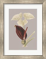 Botanical Cabinet VIII Fine Art Print