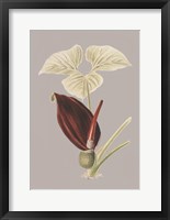 Botanical Cabinet VIII Fine Art Print