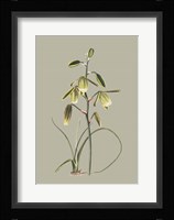 Botanical Cabinet IX Fine Art Print
