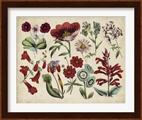 Antique Botanical Chart I Fine Art Print