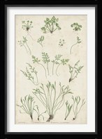 Bradbury Ferns I Fine Art Print