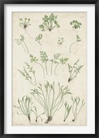 Bradbury Ferns I Framed Print