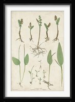 Bradbury Ferns II Fine Art Print