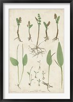 Bradbury Ferns II Framed Print