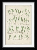 Bradbury Ferns III Fine Art Print