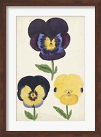 Antique Pansies I Fine Art Print