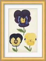 Antique Pansies I Fine Art Print