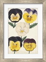 Antique Pansies II Fine Art Print