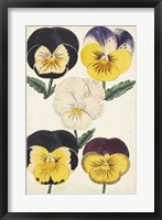 Antique Pansies II Fine Art Print