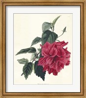 Rose Hibiscus I Fine Art Print