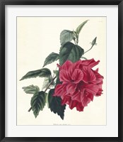 Rose Hibiscus I Fine Art Print
