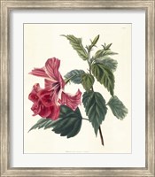 Rose Hibiscus II Fine Art Print