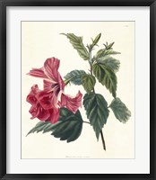 Rose Hibiscus II Fine Art Print