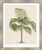 Les Palmiers I Fine Art Print