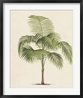 Les Palmiers I Fine Art Print
