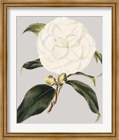 Camellia Japonica I Fine Art Print