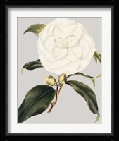 Camellia Japonica I Fine Art Print