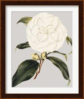 Camellia Japonica I Fine Art Print