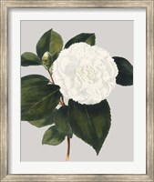 Camellia Japonica II Fine Art Print