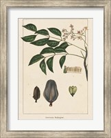 Mahogany Tree Fine Art Print