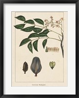 Mahogany Tree Fine Art Print