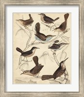 Avian Habitat VI Fine Art Print