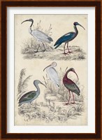 Ibis Family Fine Art Print